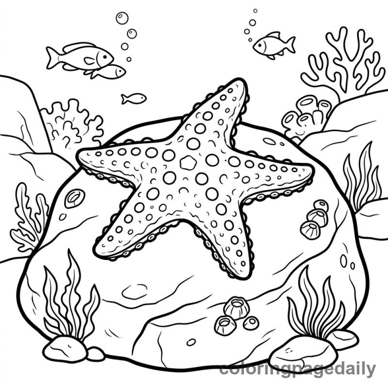 Starfish on Ocean Rock - Colored reference example