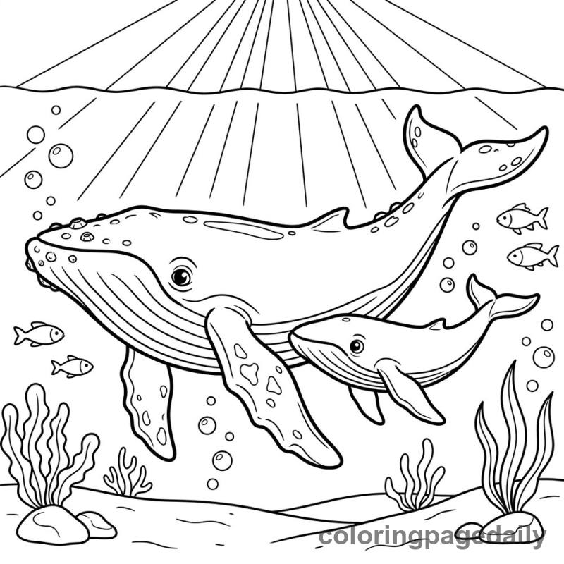 Whale and Calf Swimming Together - Colored reference example